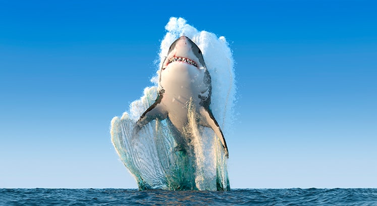 Фото наибольшей акулы на планете