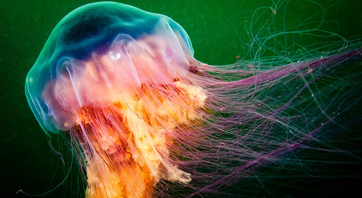 Фотография самой большой медузы