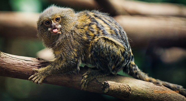 Фотография самой маленькой обезьяны в мире