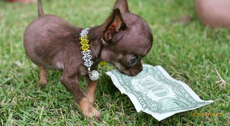 Фото самой маленькой собаки в мире