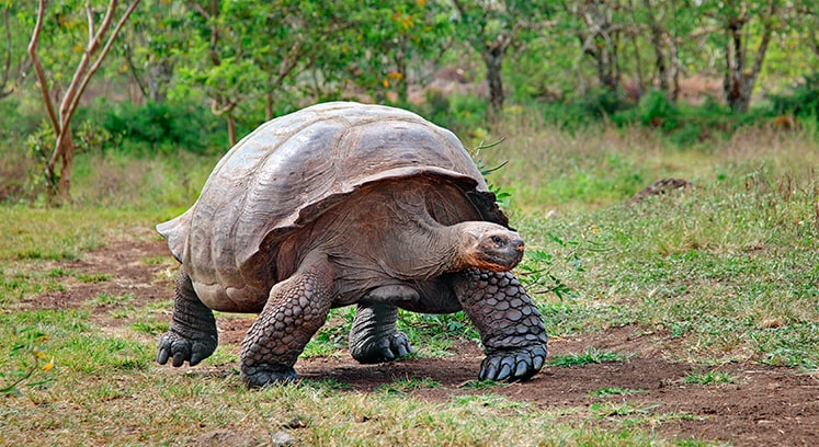 Фото старейшей черепахи на планете