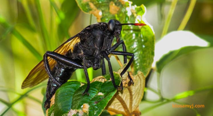 Gauromydas heros - самая большая муха