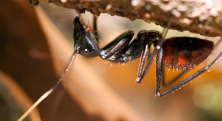 На фото изображены самые большие муравьи