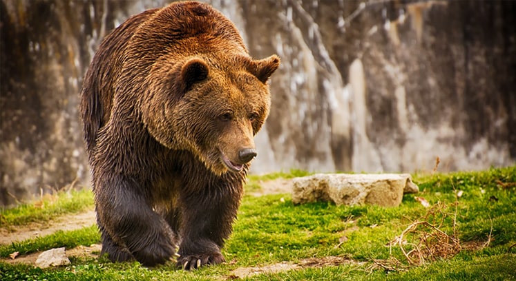 Фото самого большого медведя