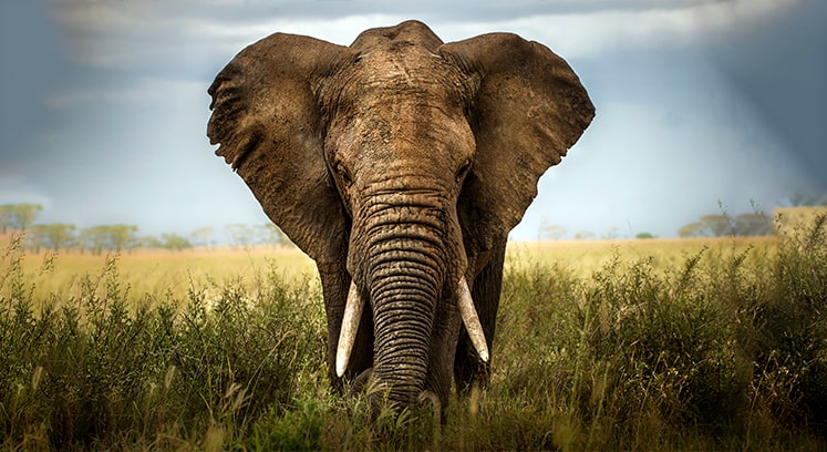 Фото самого большого слона на планете