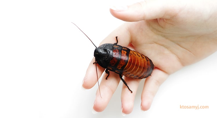 Фотография самого большого таракана