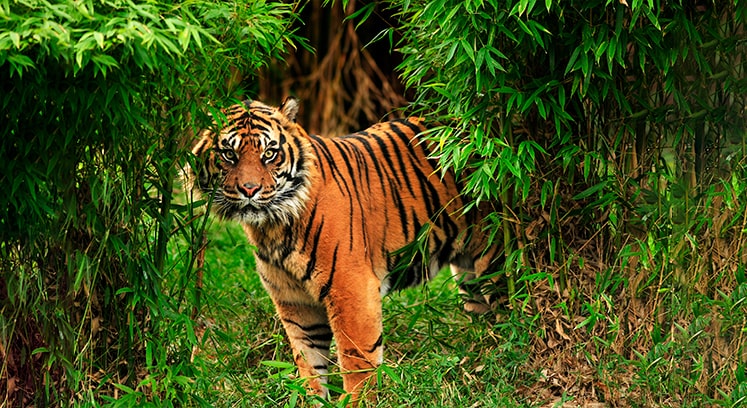 Фото самой большой породы тигров