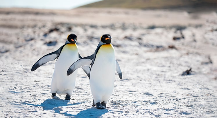 Фото самых крупных пингвинов
