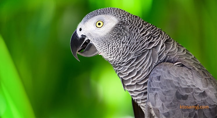 Фотография попугая Жако (серый попугай)